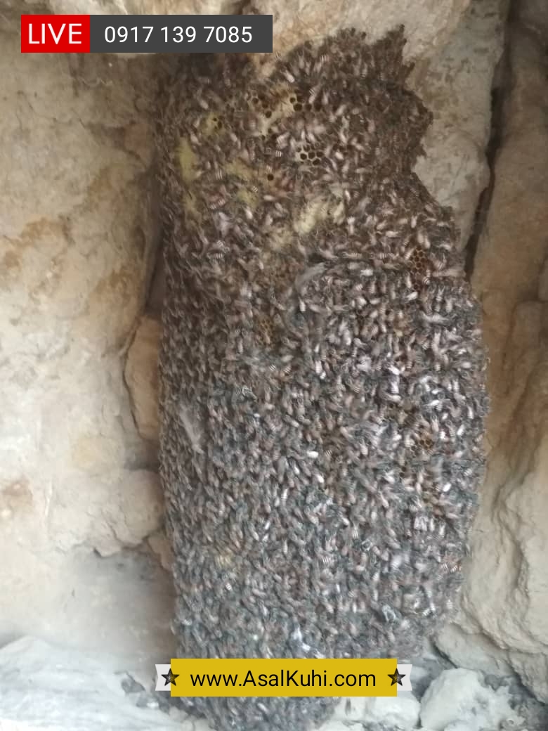 عسل کوه